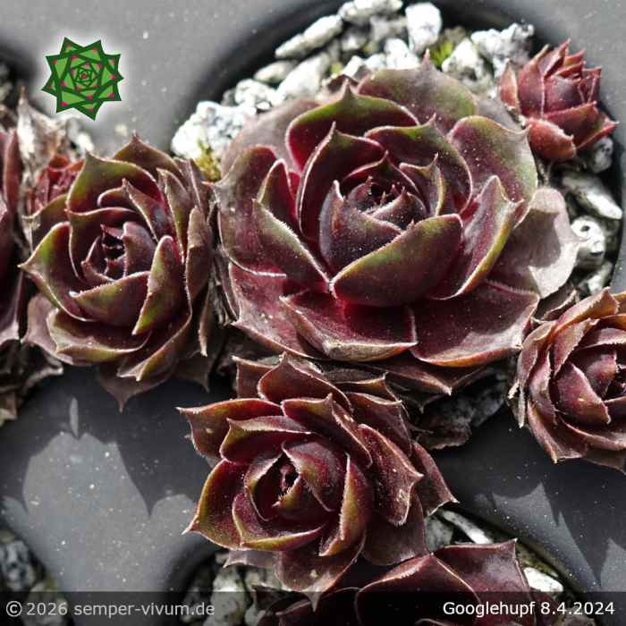 Sempervivum 'Gugelhupf'